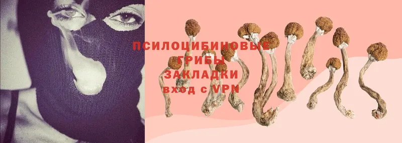 Галлюциногенные грибы Psilocybe  Звенигород 